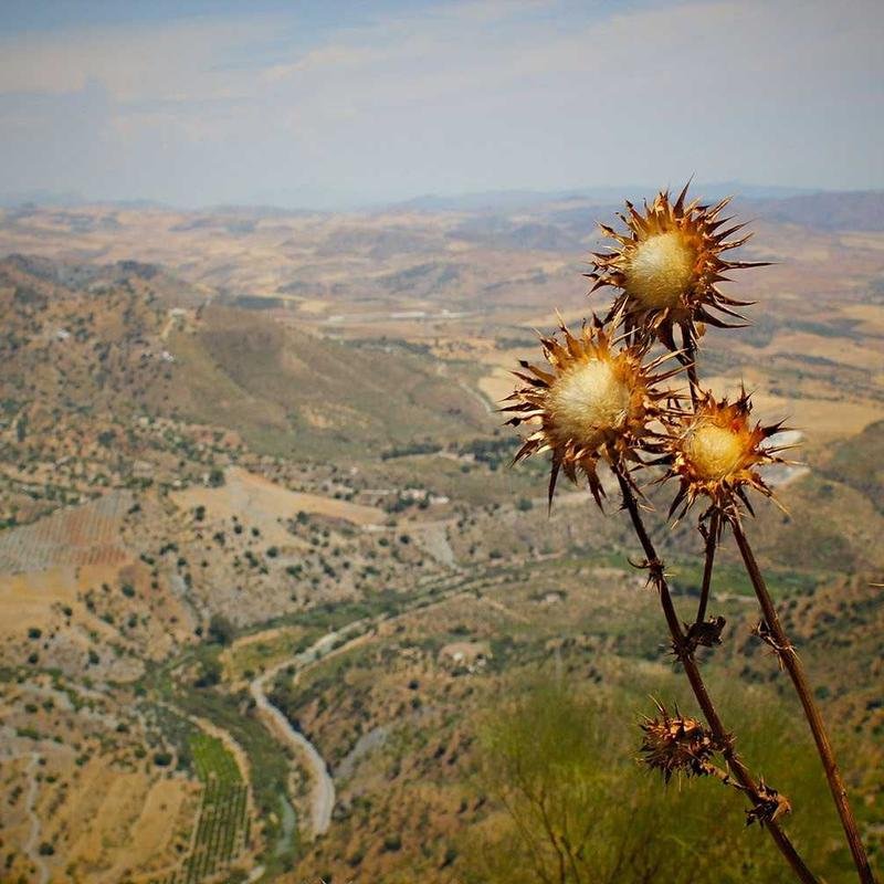 2-Stroke Racing Oil 1L